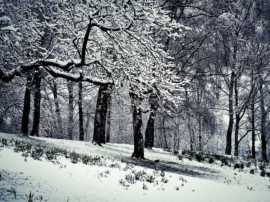 winter, snow, wintry, white, tree, cold, nature, landscape HD wallpaper