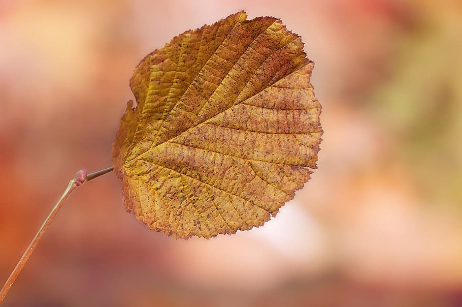 leaf, foliage leaf, leaves, individually, fall foliage, fall color HD wallpaper