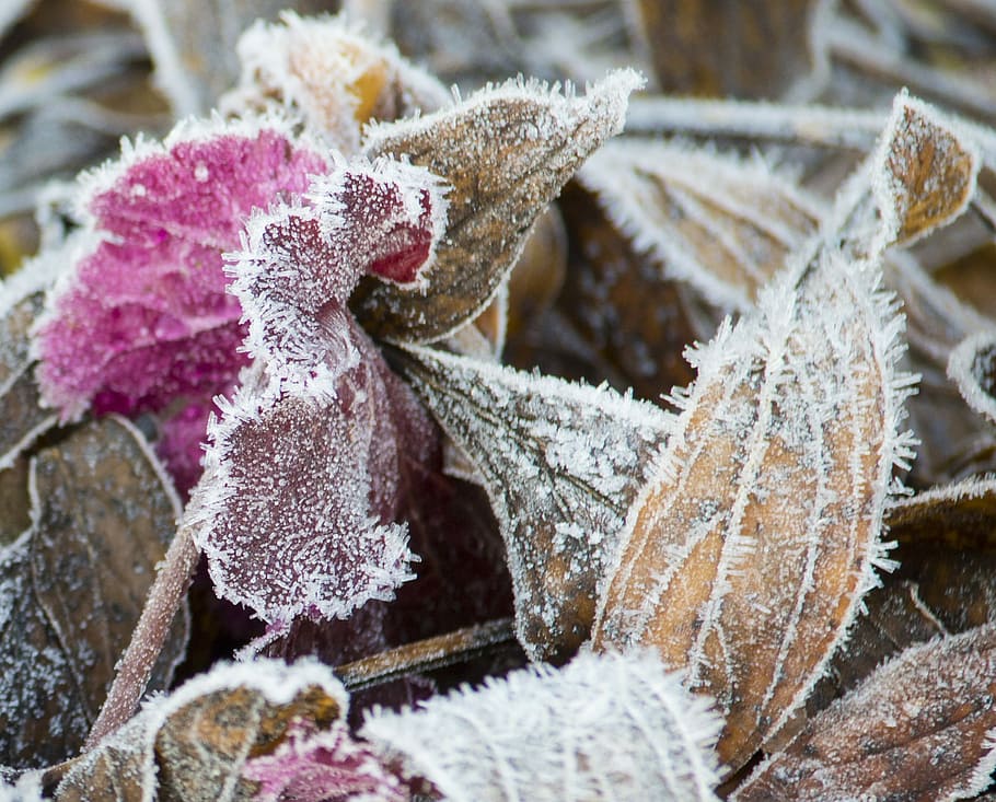 Frost, Leaf, Brown, Dried, Plant, Garden, frozen, autumn, winter HD wallpaper