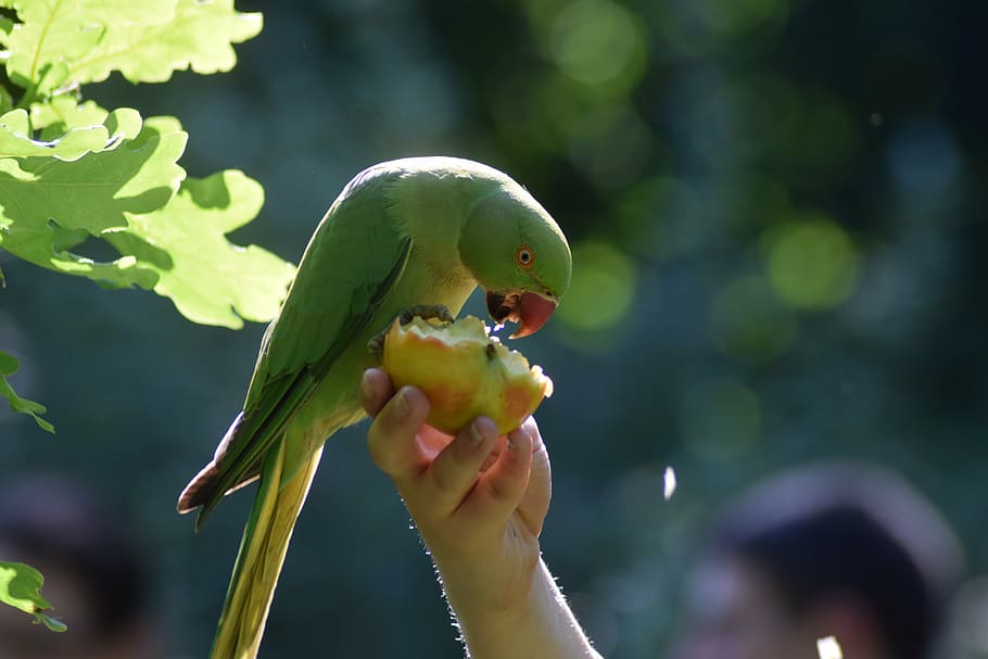 parakeet, bird, parrot, nature, exotic, tropical, green, animal HD wallpaper