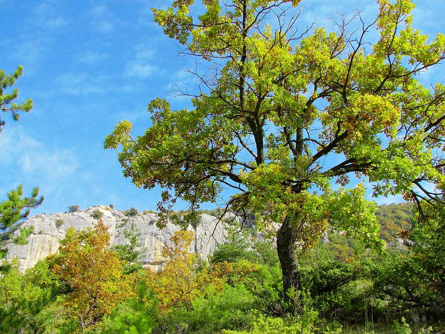 tree, alps, nature, summer, france, mountain, hiking, plant HD wallpaper