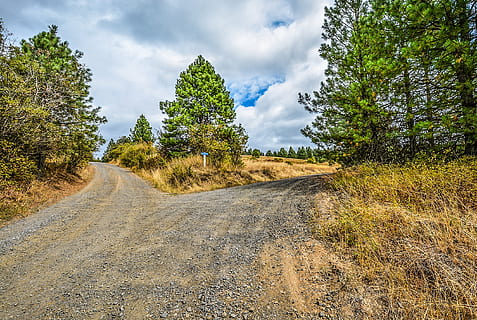 empty road with trees nearby under white sky at daytime, fork HD wallpaper