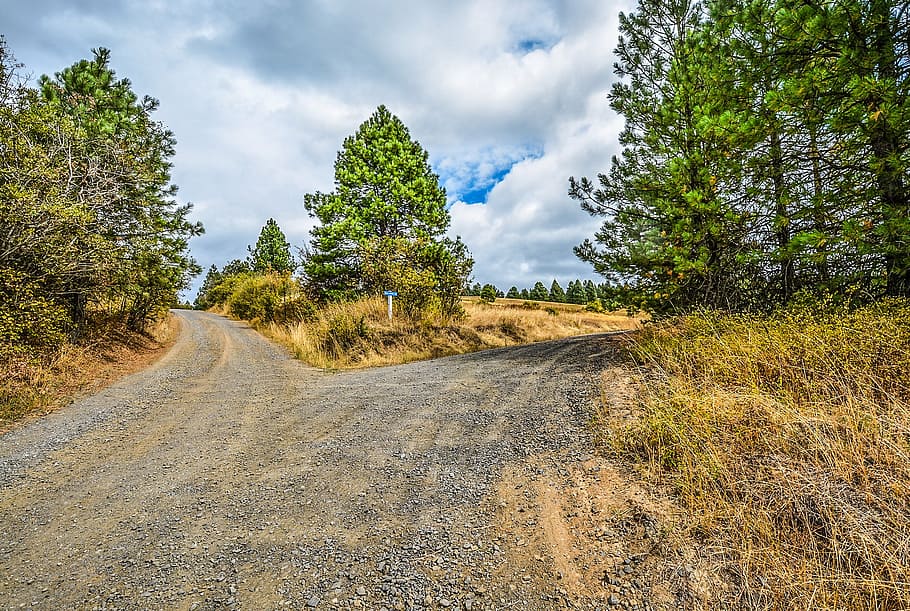 empty road with trees nearby under white sky at daytime, fork HD wallpaper