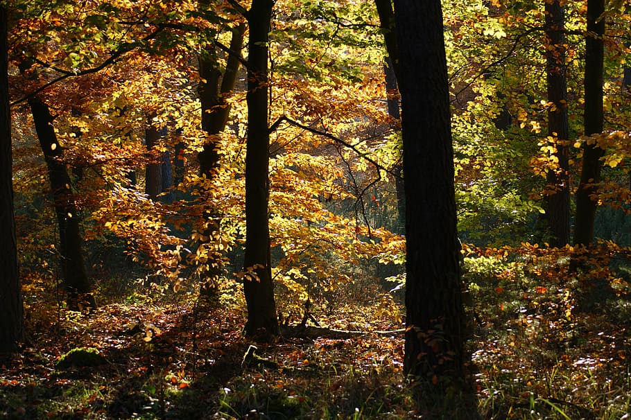 autumn, forest, trees, away, nature, leaves, fall color, fall foliage HD wallpaper
