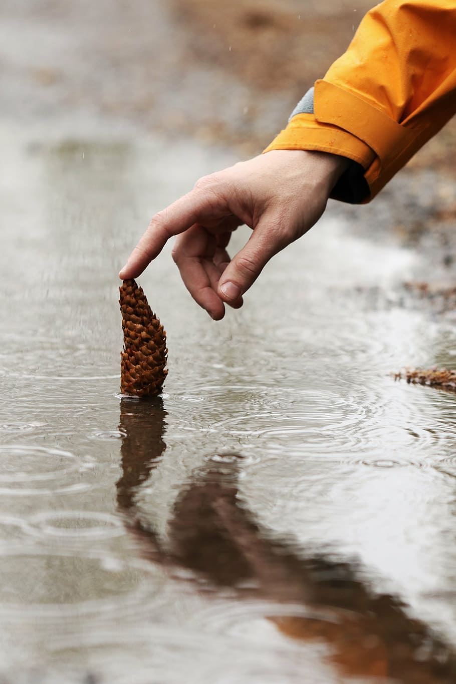 rain, pinecone, hand, human, person, nature, water, human Hand HD wallpaper