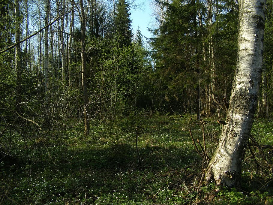 forest, trees, woods, birch, green, environment, natural, nature HD wallpaper