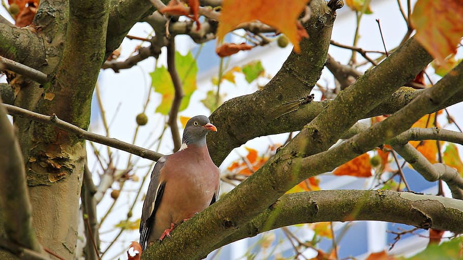brown and grey pigeon perched on tree branch during daytime, bird, HD wallpaper