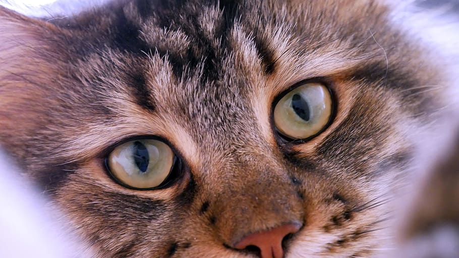 cat, cute, eye, kitten, pet, maincoon, sweet, domestic cat HD wallpaper