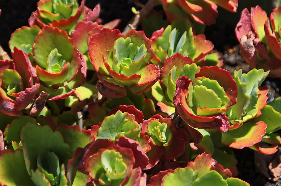 Lanzarote, Succulent, Persistent, red, green, leaves, nature HD wallpaper