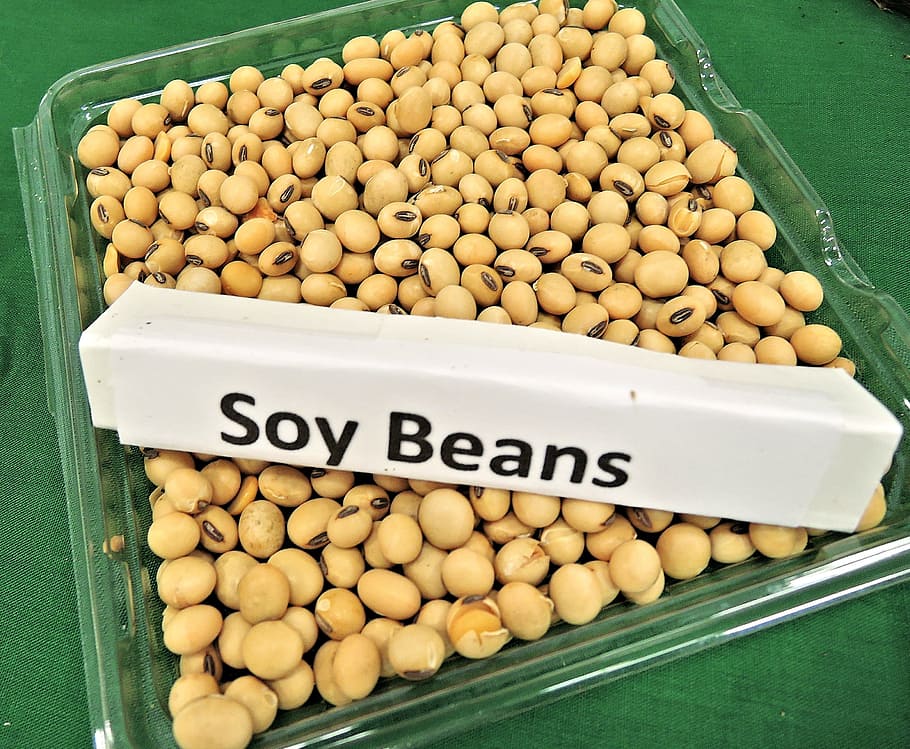 bunch of soy beans in tray, animal feed, soy oil, biodiesel fuel, HD wallpaper