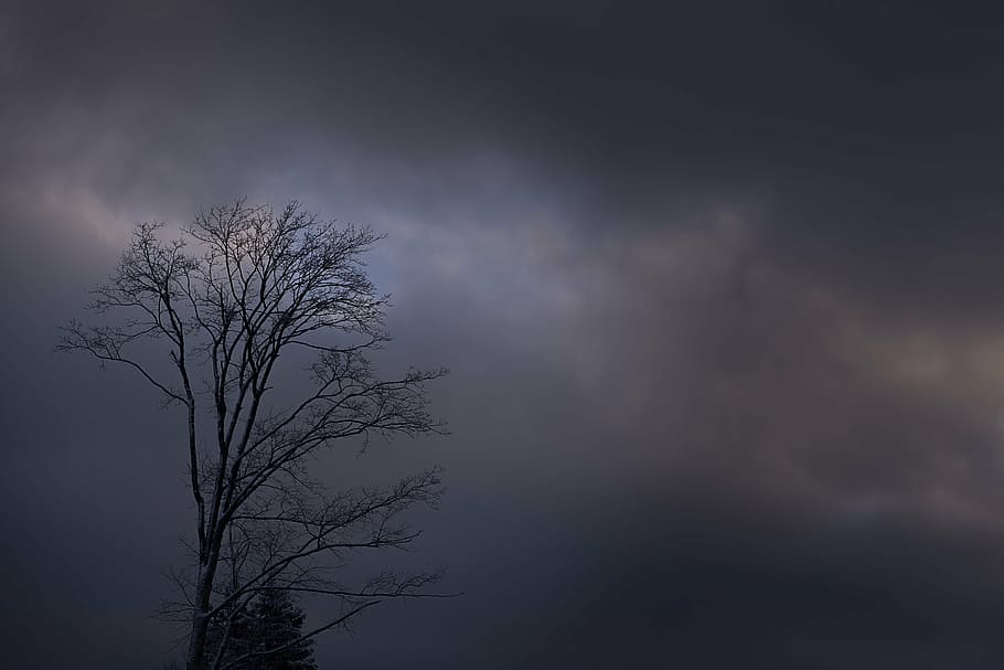black bare tree under cloudy sky, crown, aesthetic, tree top, HD wallpaper