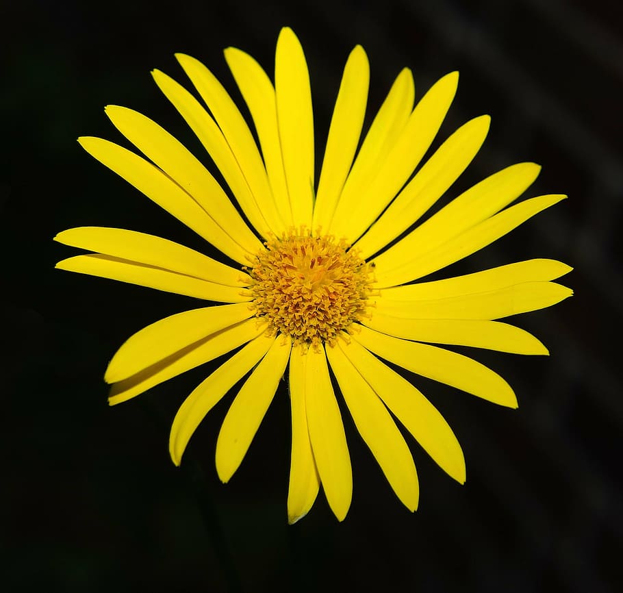blossom, bloom, yellow, close, plant, wild flower, spring, meadow HD wallpaper