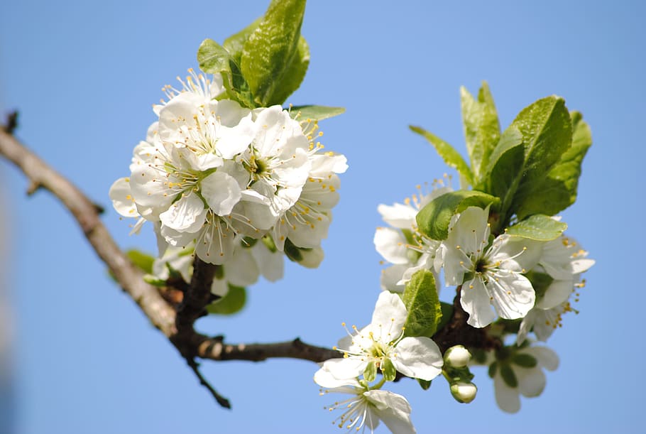 flowers, apple tree, leaf, summer, plant, flowering plant, beauty in nature HD wallpaper