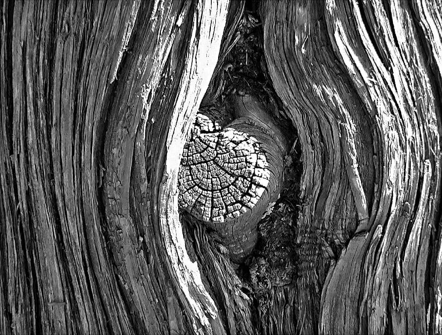 tree, wood, knot, design, bark, pattern, nature, wooden, textured HD wallpaper