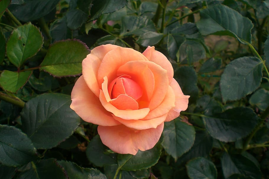 flower, rose, summer, bloom, plant, orange, green, petals, beautiful HD wallpaper