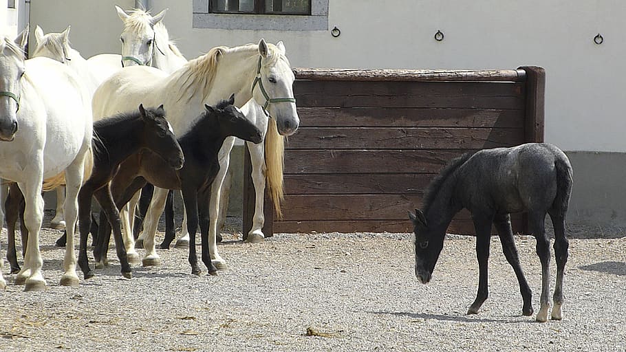 foal, horses, isolate, colt, equine, affection, mammal, domestic animals HD wallpaper