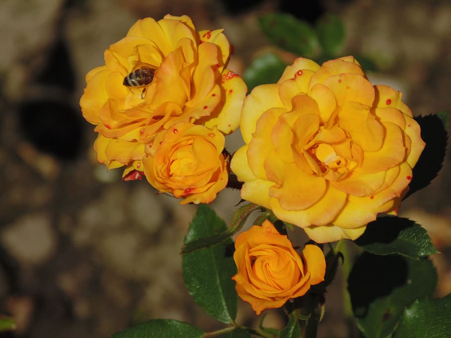 rose, flower, bee, yellow, flowering plant, beauty in nature HD wallpaper