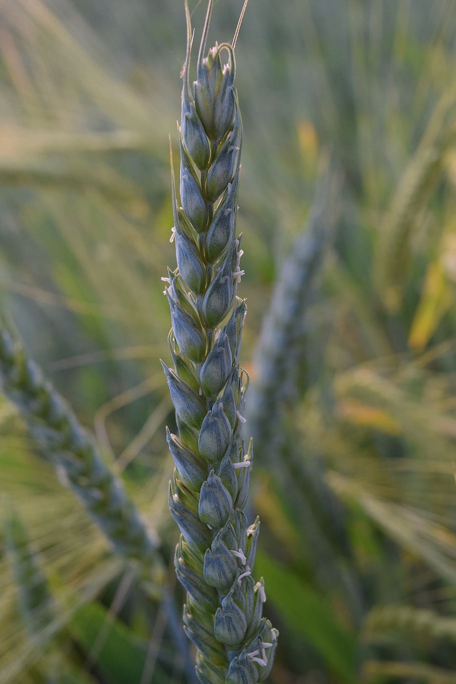 wheat, green wheat, grain, ear, cereals, cornfield, agriculture HD wallpaper