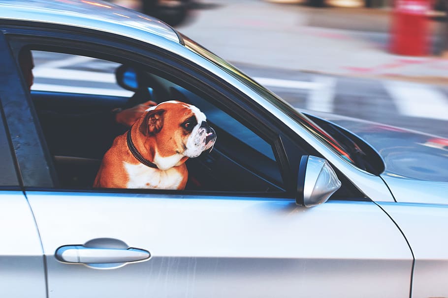 A dog looking out of a car window, various, animal, animals, cars, HD wallpaper