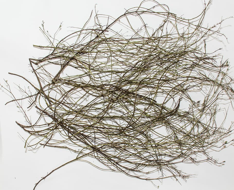 Branches, Scrub, Peppermint, Dry, thicket, white background HD wallpaper