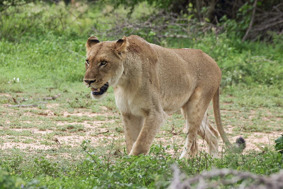 lioness, walking, cat, big 5, wild, female, predator, dangerous