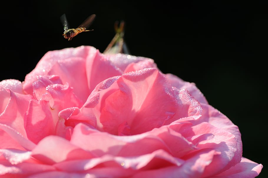 Insect, Plant, Close, Macro, Fly, rose, nature, rose flower HD wallpaper