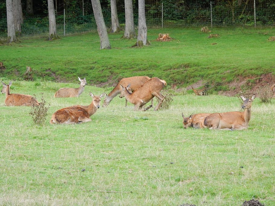 deer, animals, forest, wild, nature, hirsch, land, plant, mammal HD wallpaper