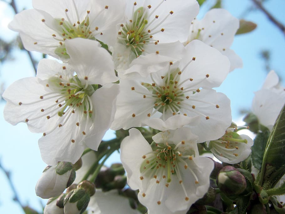 cherry blossom, spring, bloom, easter, tree pruning, garden HD wallpaper