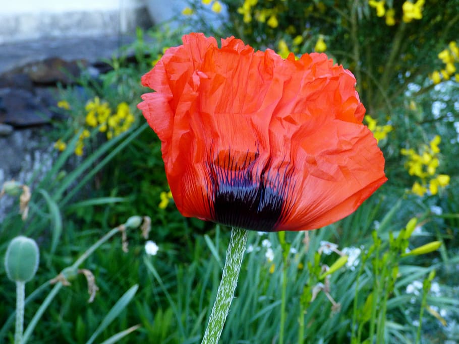 poppy, red, spring, red flower, garden, nature, plant, summer HD wallpaper