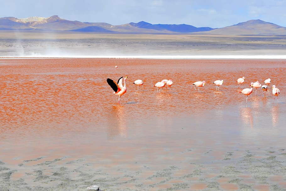 flock of pink cranes on beach shore, flamingo, red lagoon, bolivia, HD wallpaper