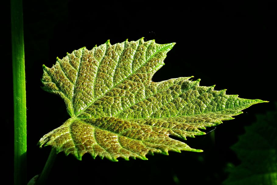 leaf, grapes, nature, spring, black background, plant part HD wallpaper
