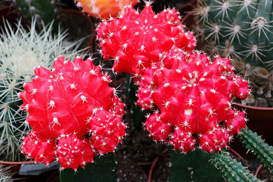 cactus, spur, plant, prickly, close, thorns, cactus blossom HD wallpaper