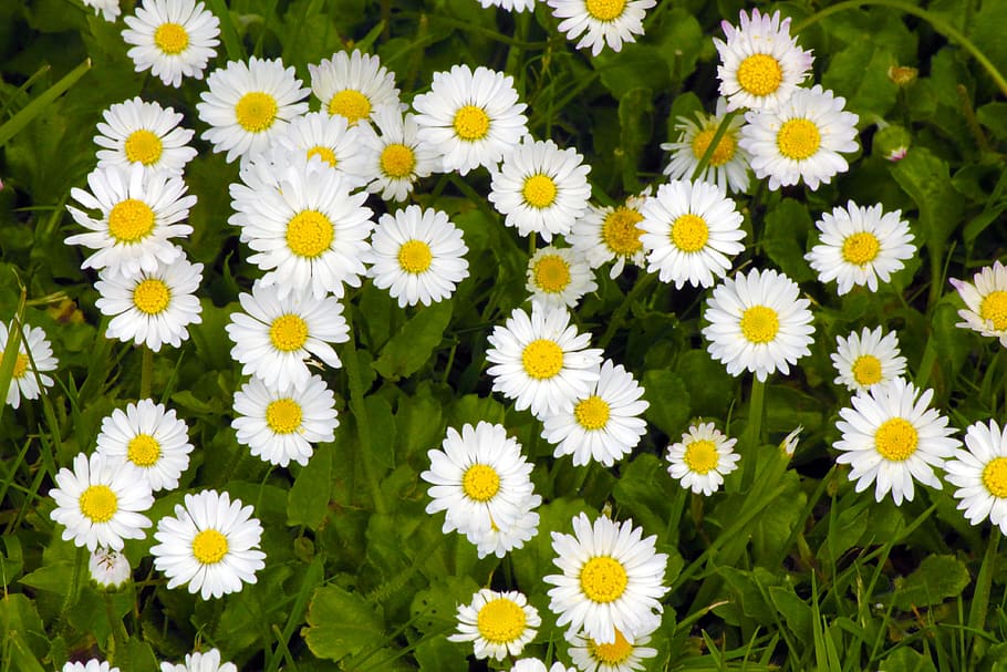 daisy, flowers, grass, spring, garden, petal, white, flowering HD wallpaper