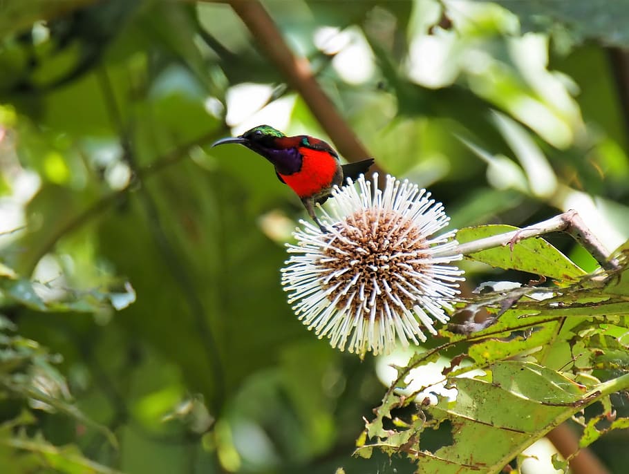 nature, outdoors, tree, bird, wildlife, branch, flora, animal HD wallpaper