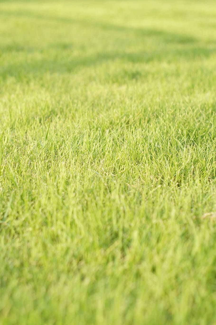 grass, green, fresh, spring, plant, field, selective focus HD wallpaper