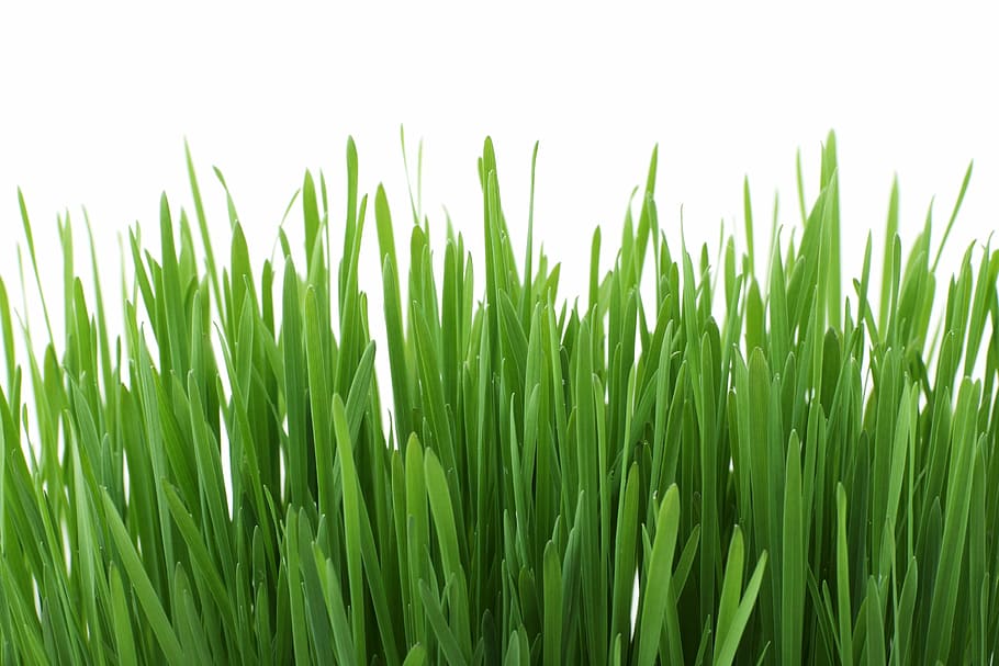 photo of green grass, background, close-up, flora, fresh, garden HD wallpaper