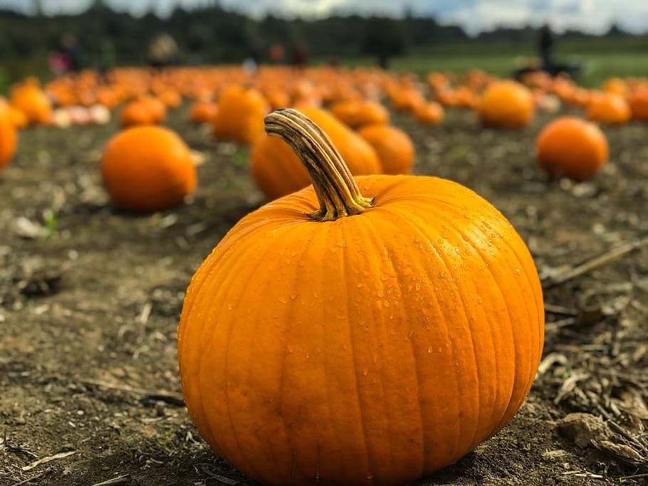 orange pumpkins on gray field near green grassland at daytime selective focus photography, selective focus photography of pumpkin HD wallpaper