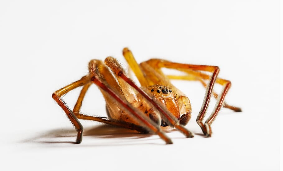 spider, macro, strong, animal themes, white background, one animal HD wallpaper
