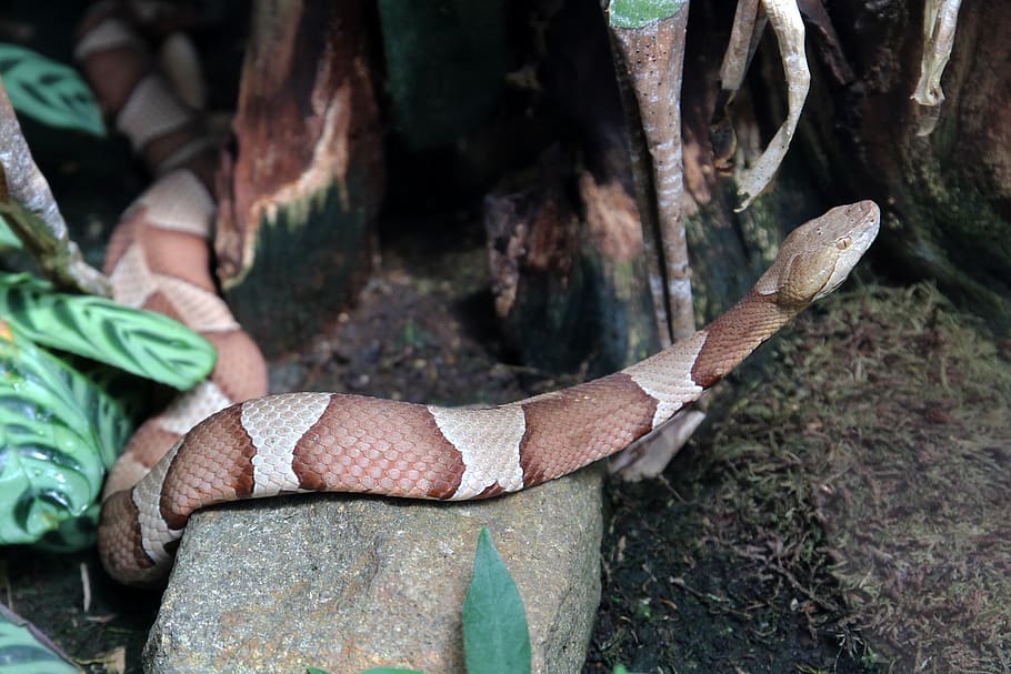python, snake, animal, scale, human body part, day, focus on foreground HD wallpaper
