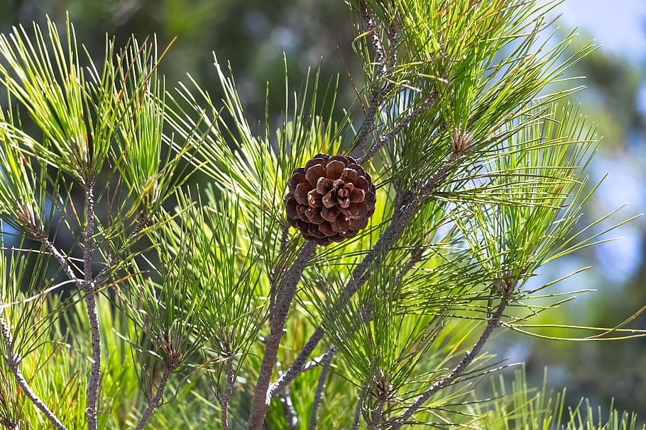 pine cone, nature, tree, coniferous, cones, larch cones, sprig HD wallpaper