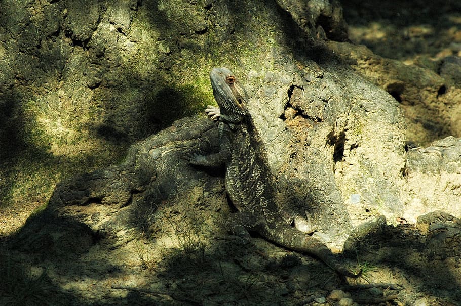 pets, lizard, bearded, dragon, animal, vertebrate, animals in the wild HD wallpaper