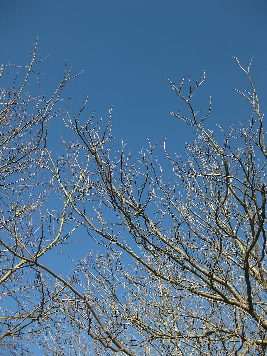 Tree, Nature, Branches, blue, bare tree, outdoors, no people HD wallpaper