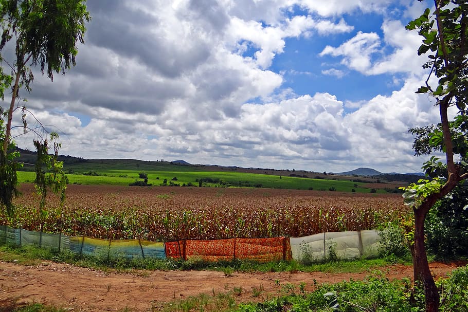 Maize Cultivation, Harvest-Ready, stratocumulus-clouds, hubli-sirsi road, HD wallpaper