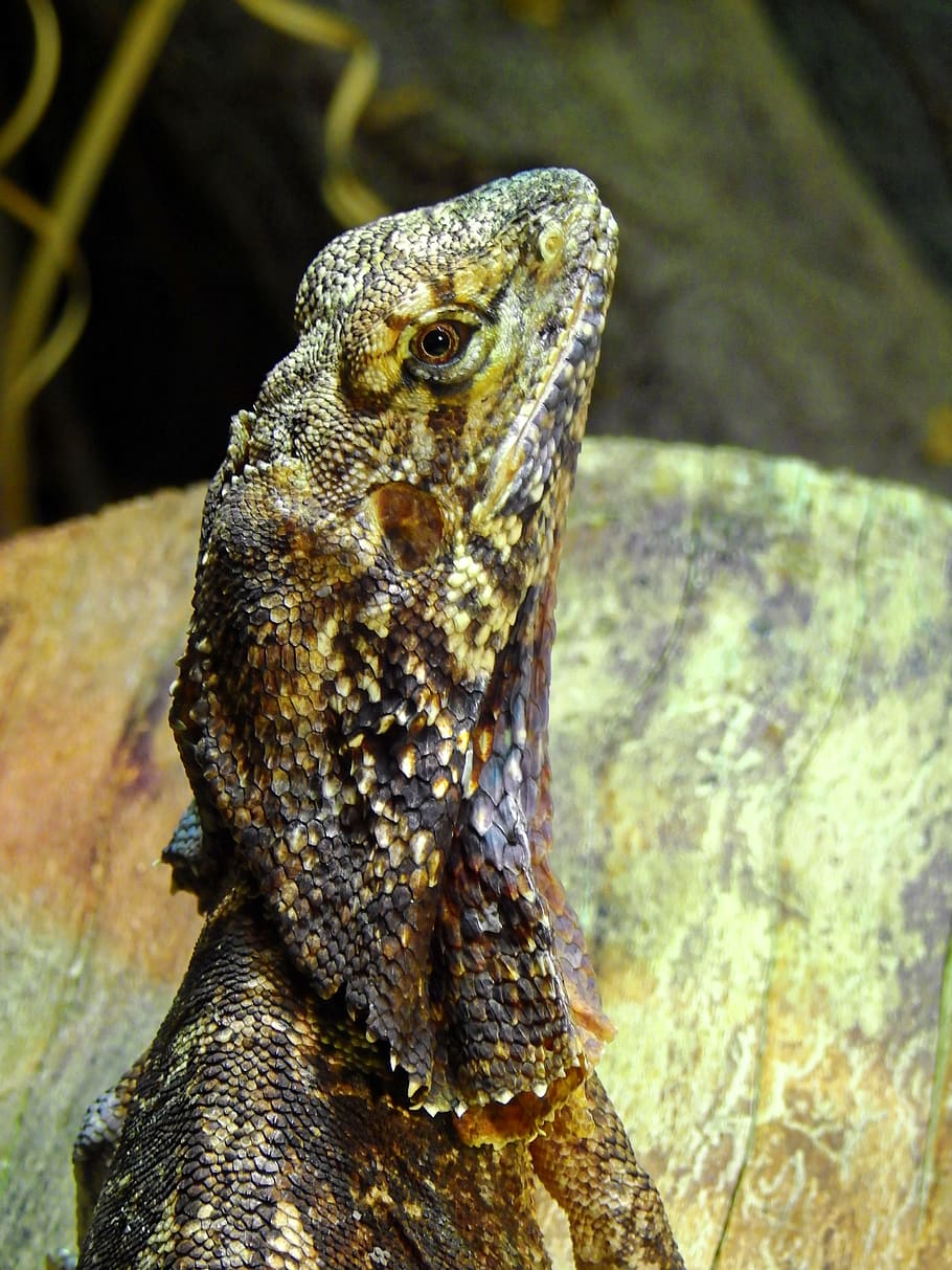 lizard, reptile, animal, creature, nature, animal themes, animal wildlife HD wallpaper