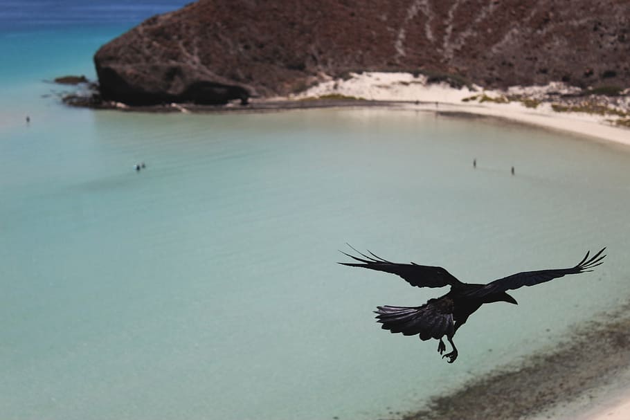 HD wallpaper: beach, bird, crow, nature, ocean, raven, sea, seashore ...