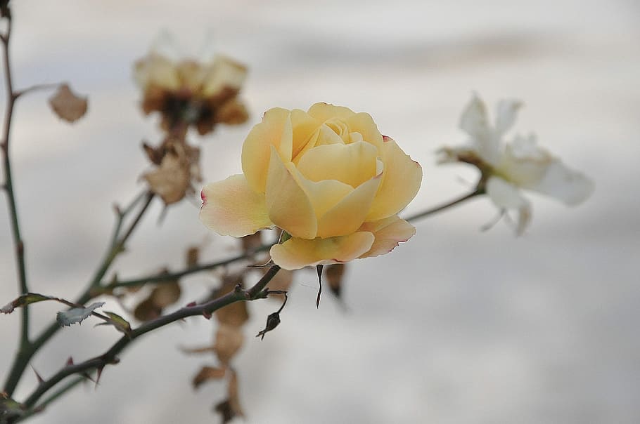 yellow rose in selective focus photography, flower, closeup photography, HD wallpaper