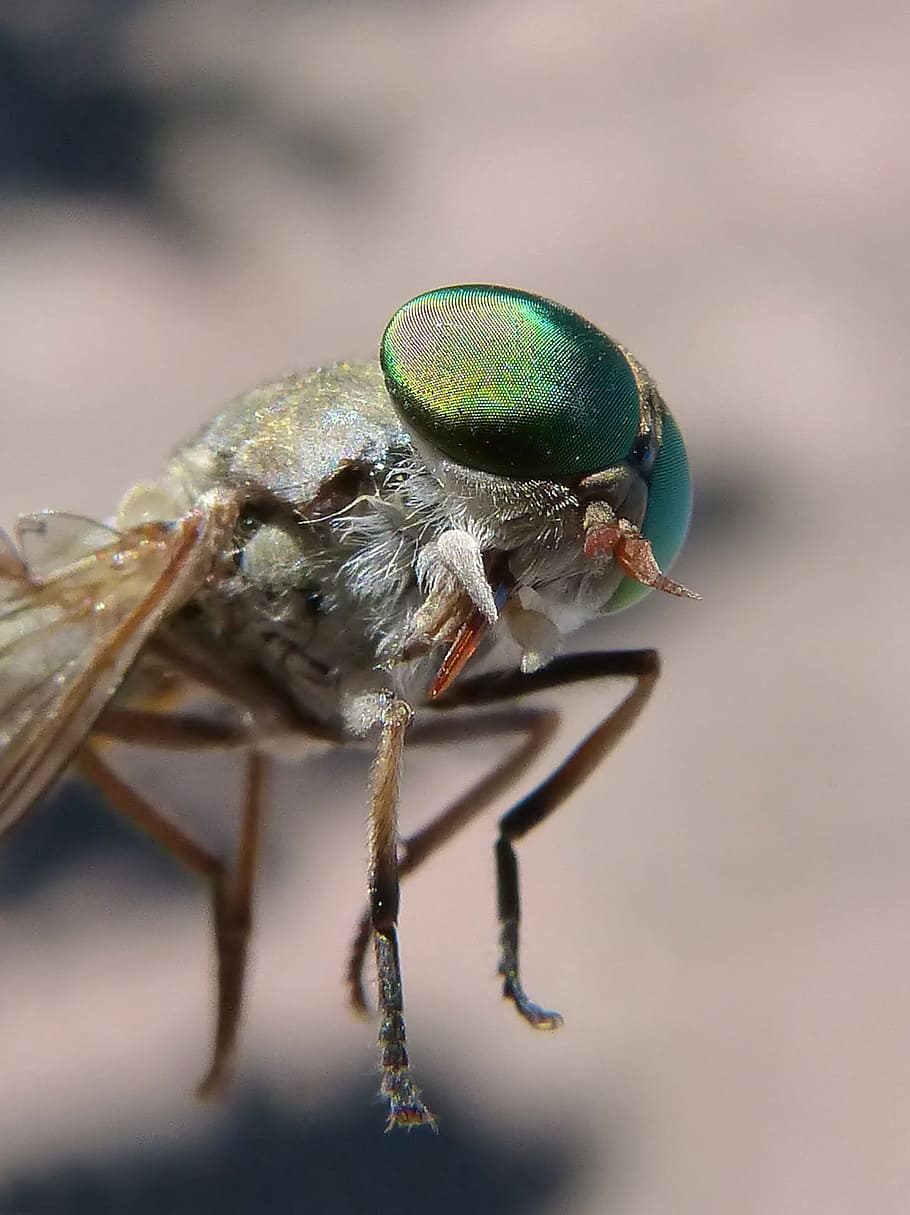 Horsefly, Compound Eye, Tabanid, insect eye, sting, one animal, HD wallpaper