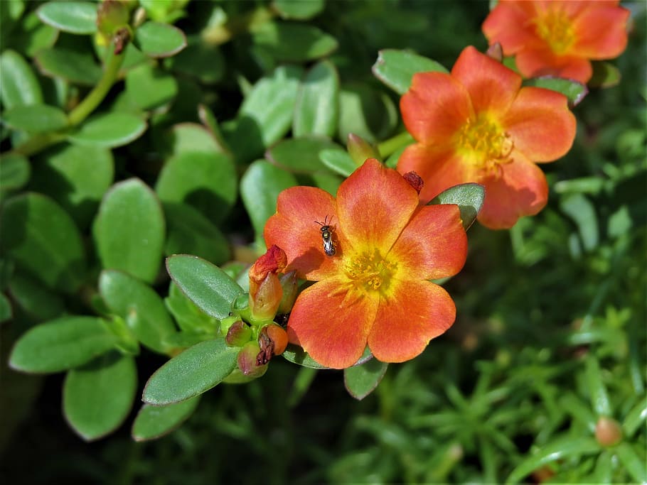 flowers, orange, rust, yellow, green, garden, nature, plant HD wallpaper