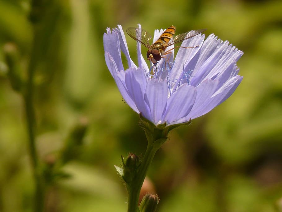 Winter, Florea, Insect, Hoverfly, winter florea, common chicory HD wallpaper