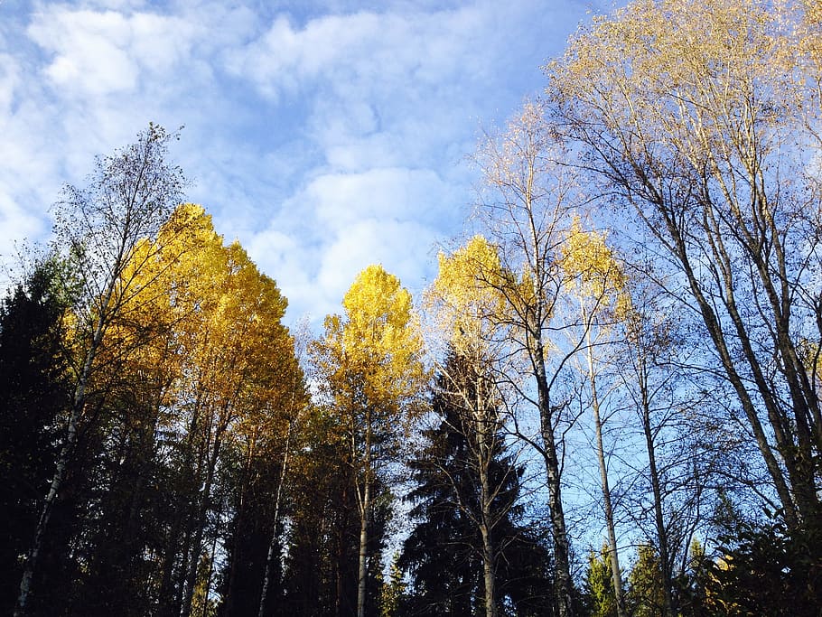 autumn, fall colors, blue sky, tree, deciduous trees, nature HD wallpaper